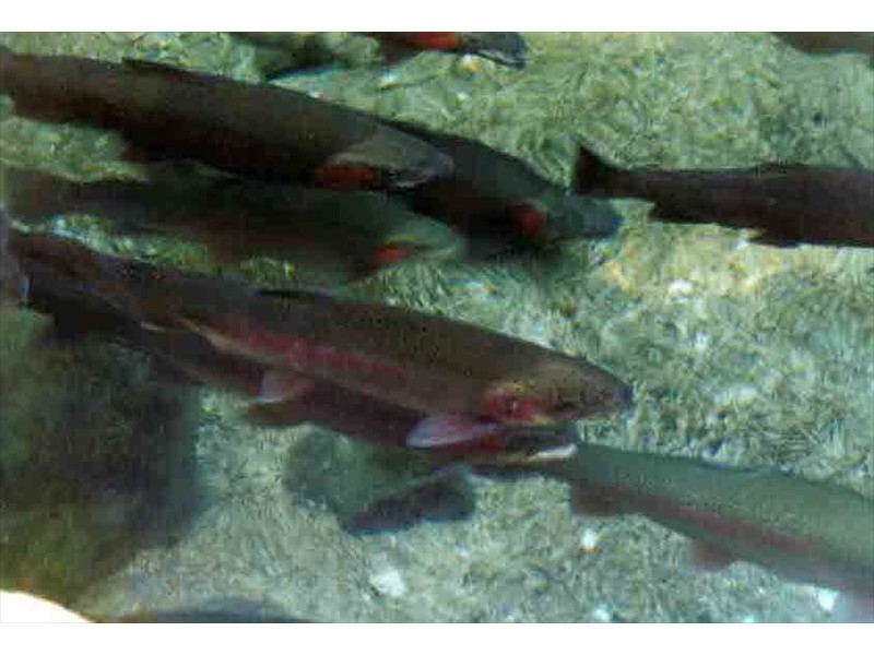 Rainbow trout at a fishway in New Zealand
