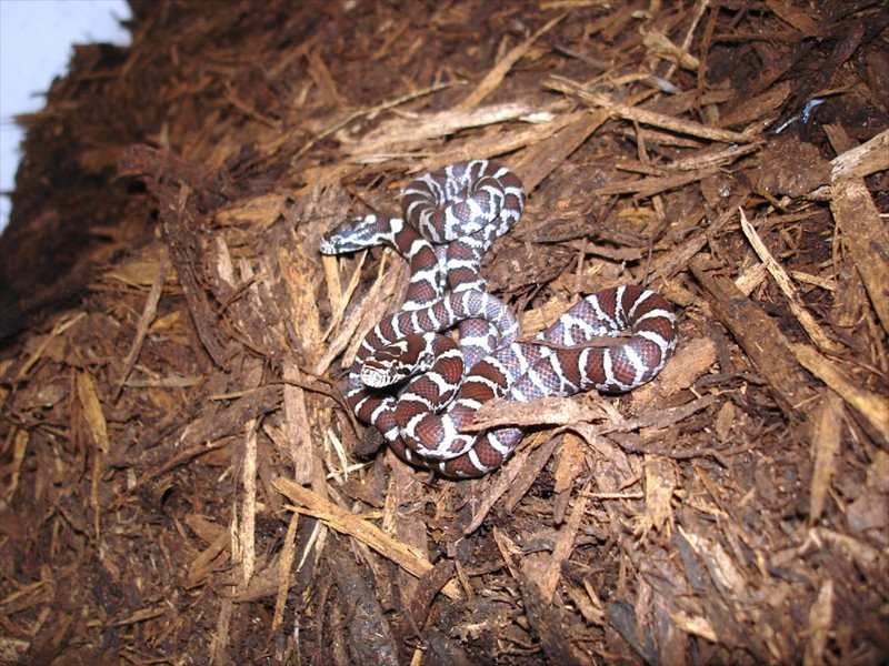 Milk Snakes in Kitchener, Ontario