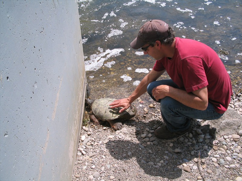 A snapping turtle at the Mannheim Weir, Kitchener, Ontario