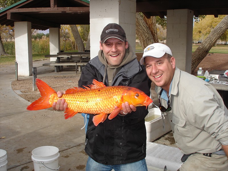 A goldfish caught in Floyd Lamb Park, Nevada