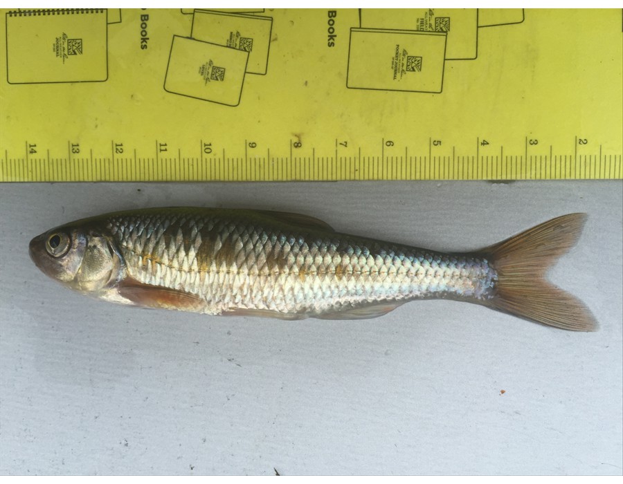 Target species in Environmental Effects Monitoring, Common Shiner
