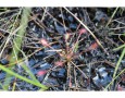 Plant Identification - Sundew (Drosera sp.)