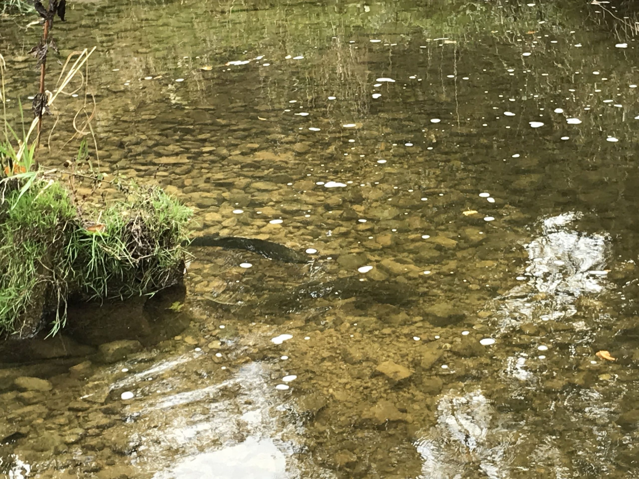 Salmonid Redd Counts In The Saugeen River 