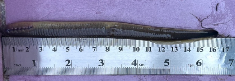 Juvenile Northern Brook Lamprey