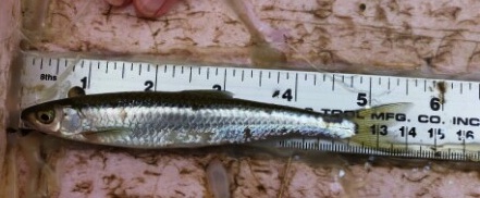 Record Silver Shiner